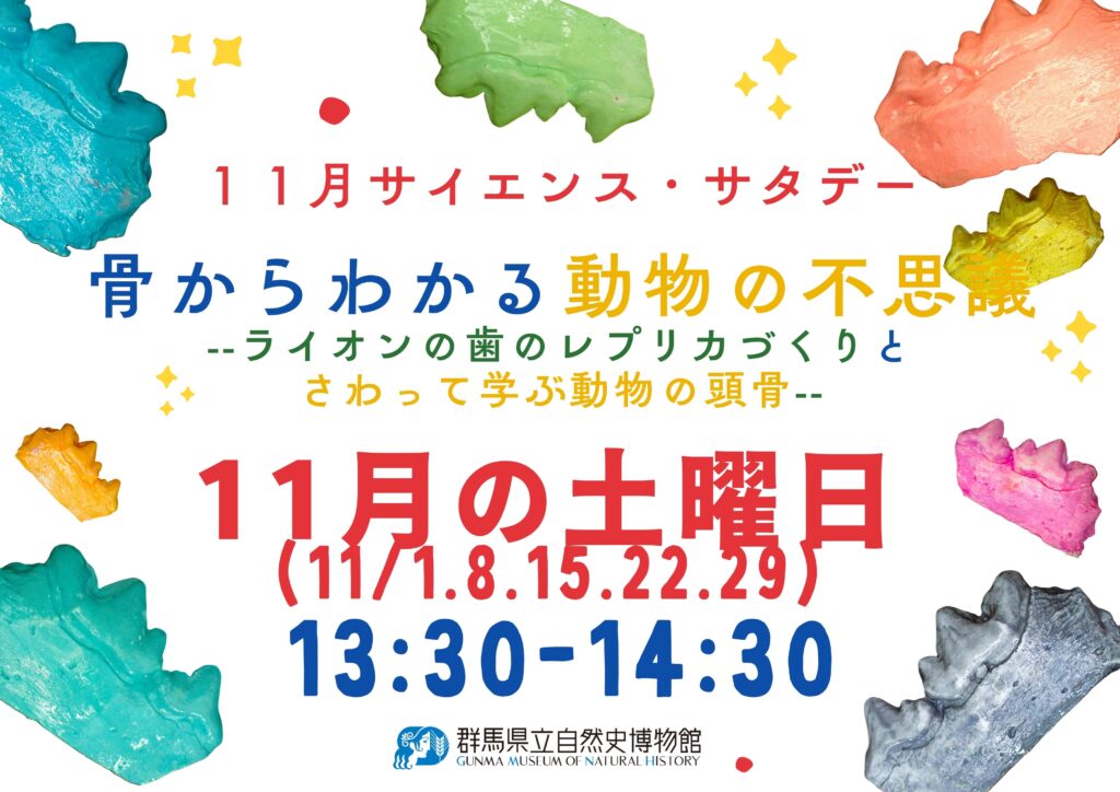 【毎週土曜日開催!!】11月サイエンス・サタデー「骨からわかる動物の不思議–ライオンの歯のレプリカづくりとさわって学ぶ動物の頭骨–」