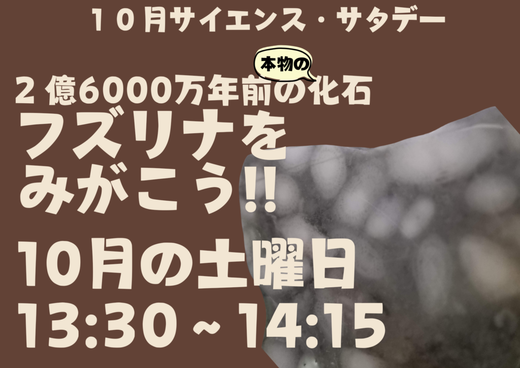 【毎週土曜日開催!!】１０月サイエンス・サタデー「2億6000万年前の”本物の”化石、フズリナをみがこう」